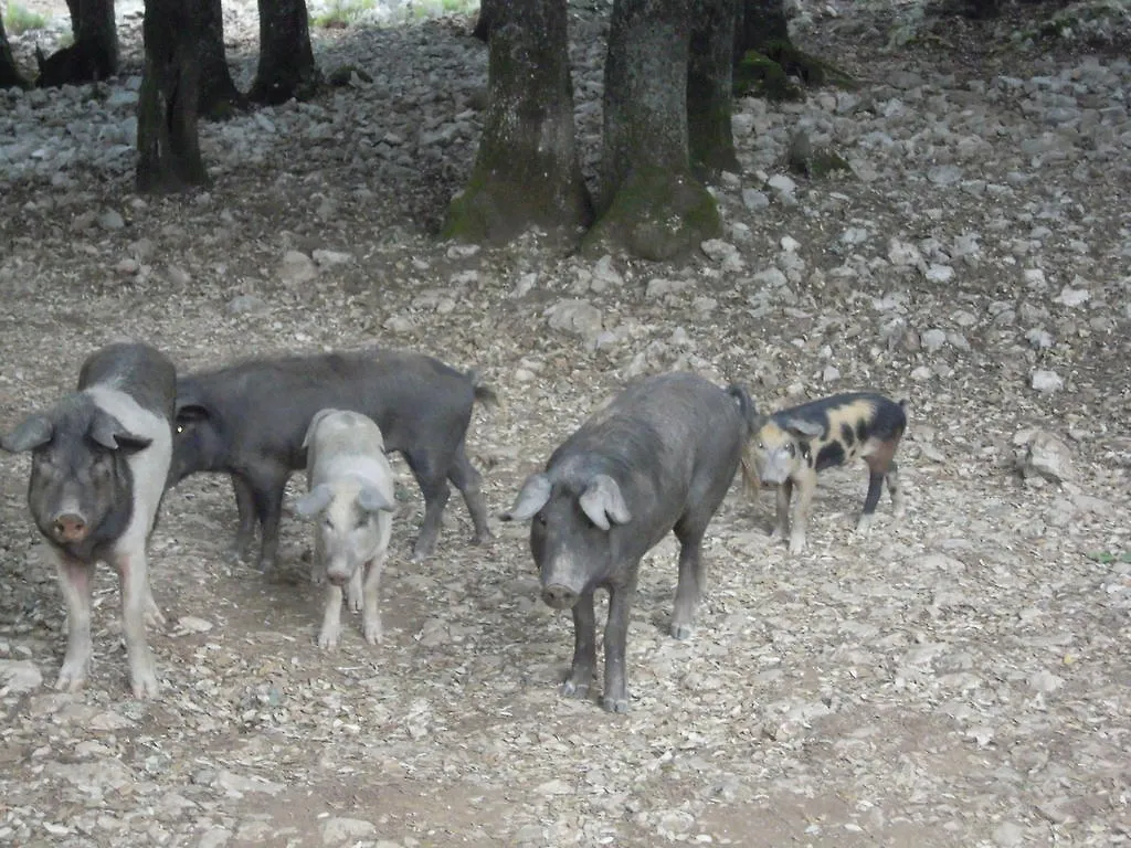 Agriturismo Camisadu Oliena Alloggio per agriturismo